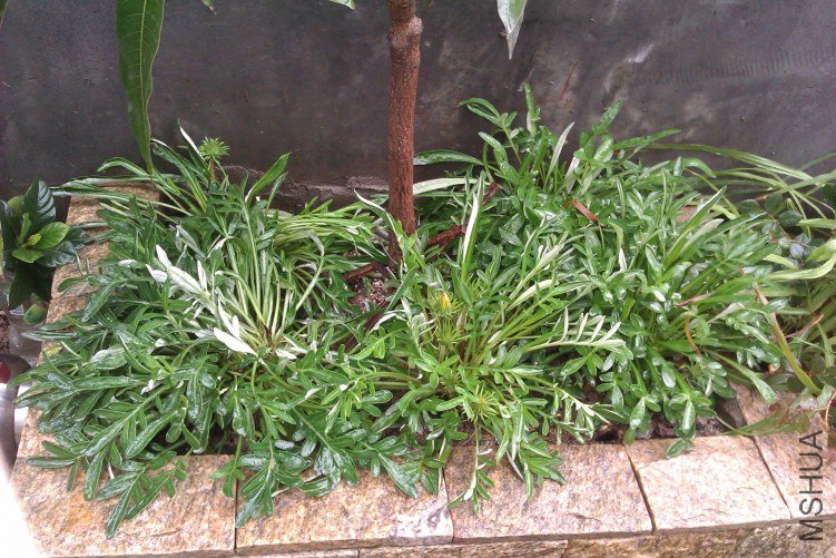 IMAG0145.jpg