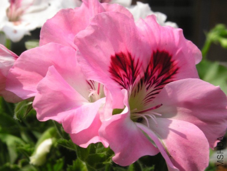 PICT0066.JPG