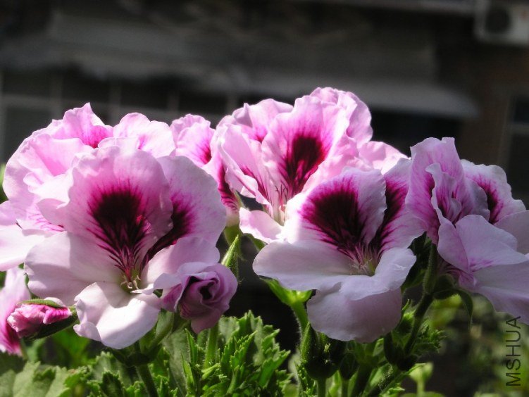 PICT0056.JPG