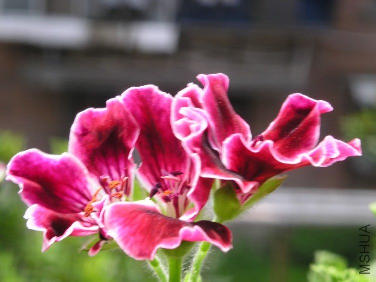 PICT0201.JPG
