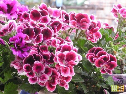 1107061418d16e2ca3a2340c1a_jpg_thumb.jpg