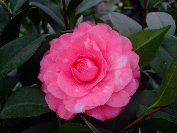 ��ɯ���� 2012-2-28.jpg