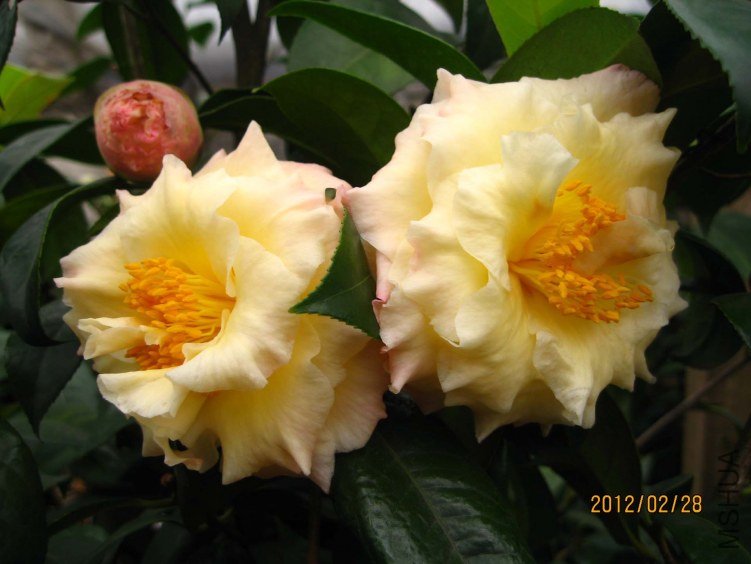 ������ 2012-2-28ca 001.jpg