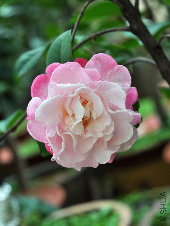 DSC_2956.JPG