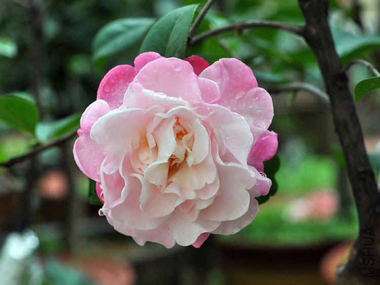 DSC_2957.JPG