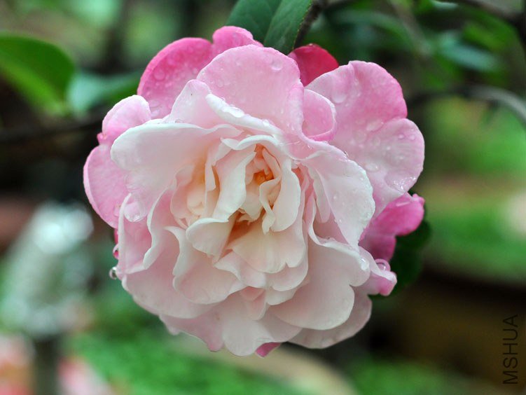 DSC_2955.JPG