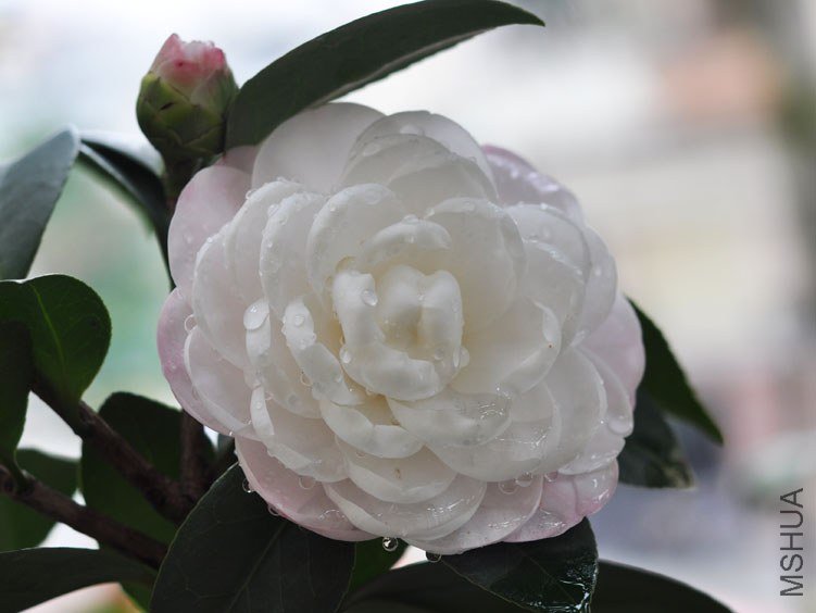 DSC_2973.JPG