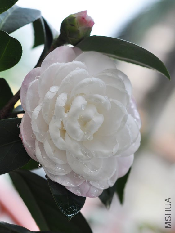 DSC_2974.JPG