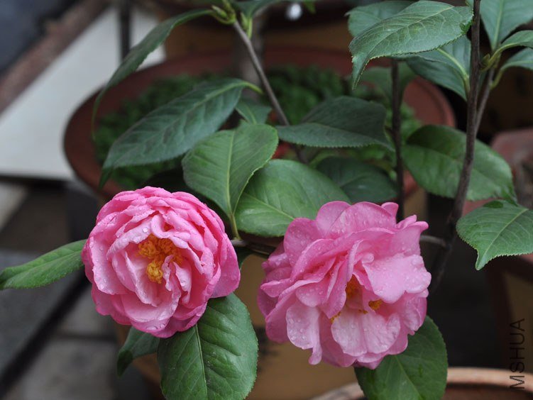 DSC_2985.JPG