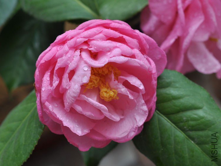 DSC_2986.JPG