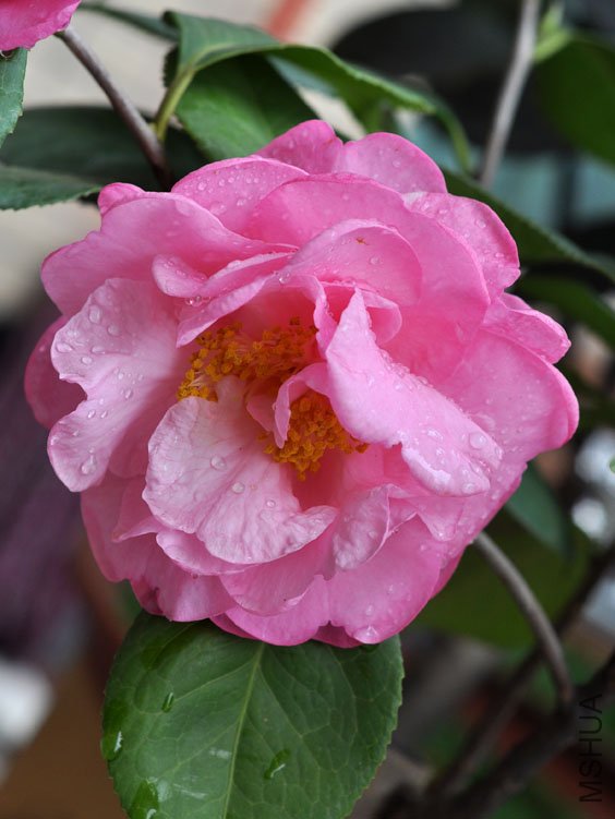 DSC_2987.JPG