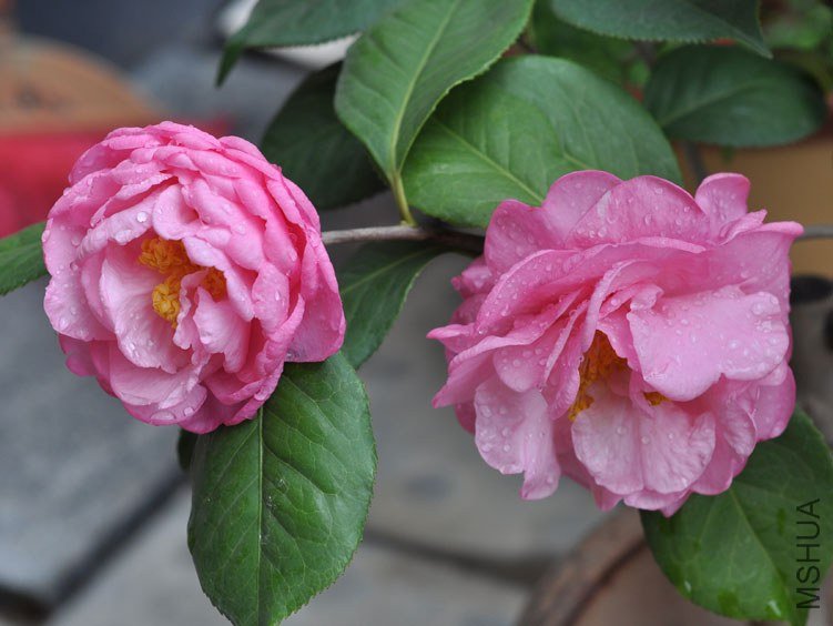 DSC_2988.JPG