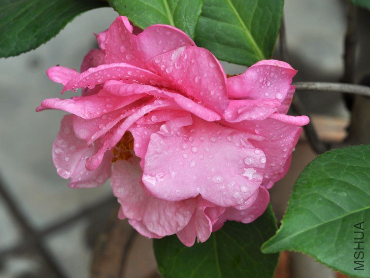 DSC_2965.JPG