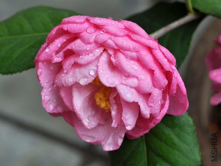 DSC_2966.JPG
