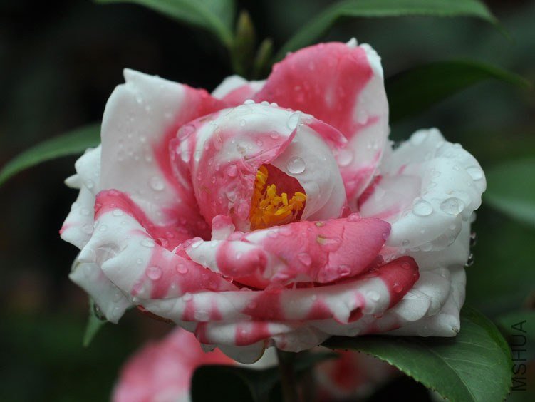 DSC_2959.JPG