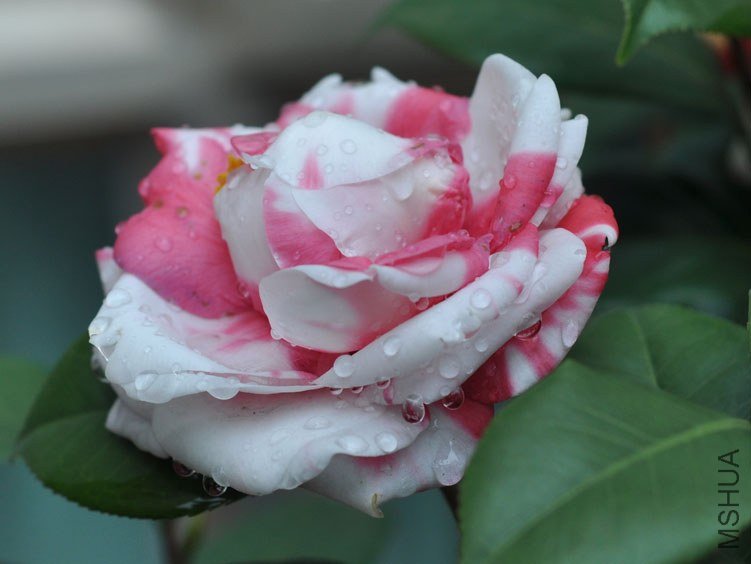 DSC_2970.JPG