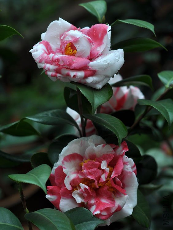 DSC_2993.JPG