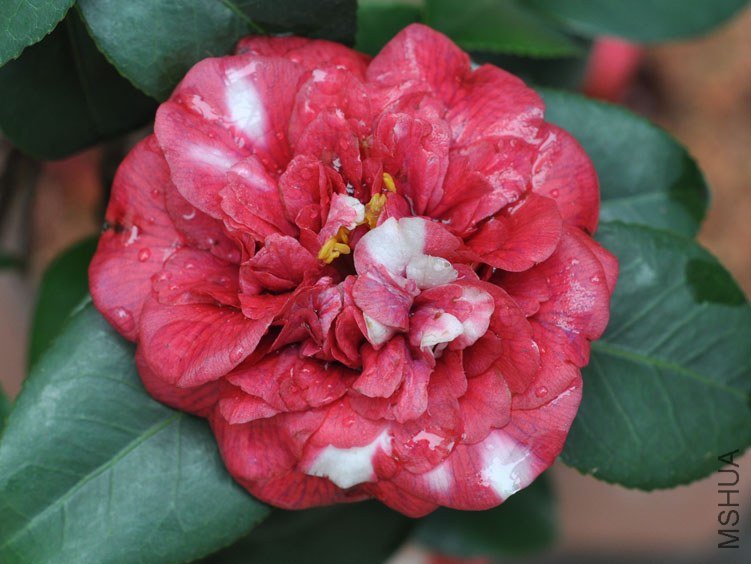 DSC_2967.JPG