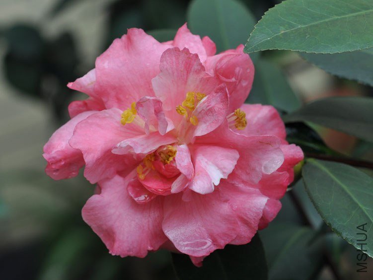 DSC_2968.JPG