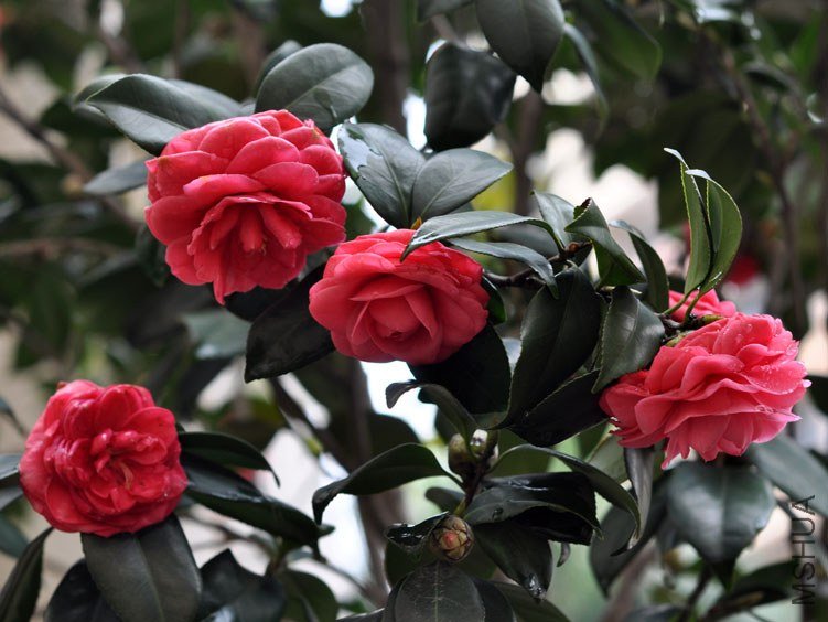 DSC_2978.JPG