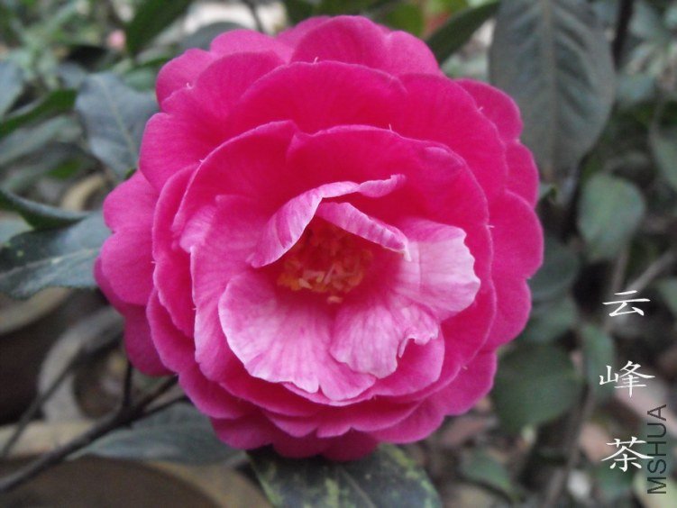 DSCF0797.jpg