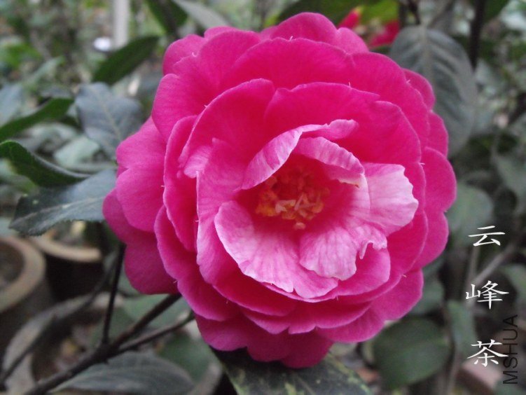DSCF0798.jpg