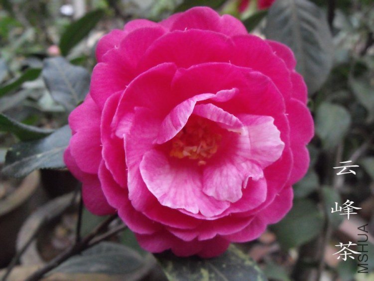 DSCF0799.jpg