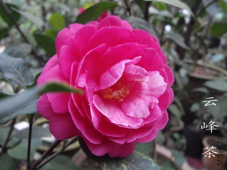 DSCF0800.jpg