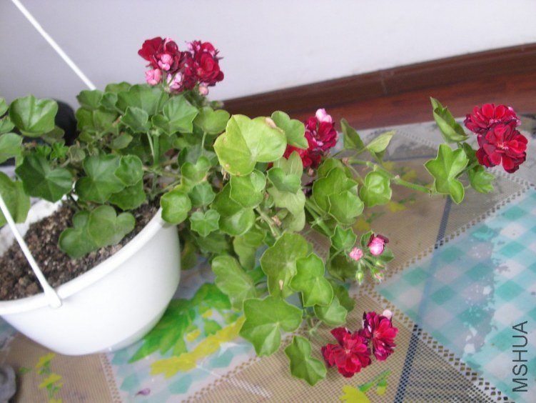 PICT0131.JPG