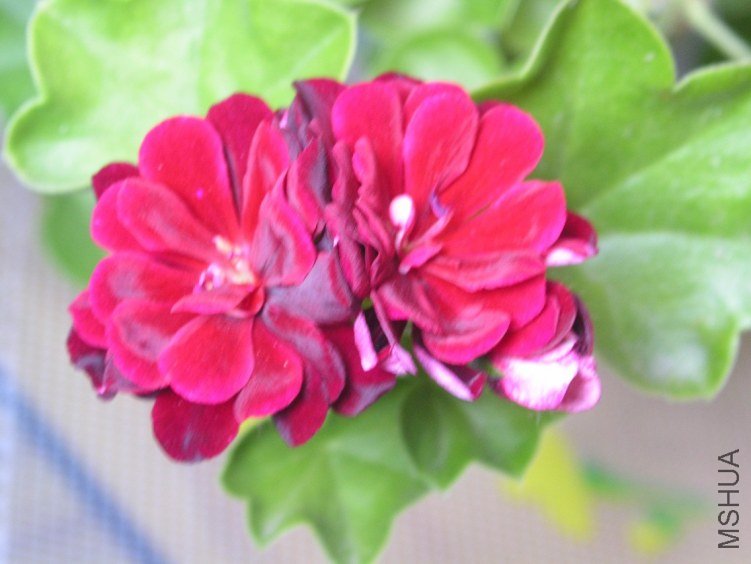 PICT0132.JPG