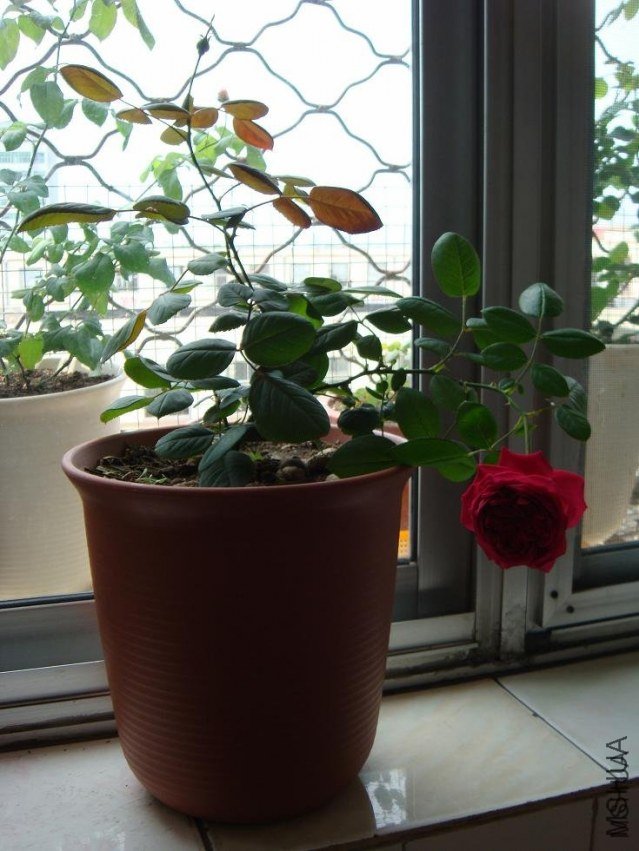 �ʼ���֬1 of woaijingzhi.jpg