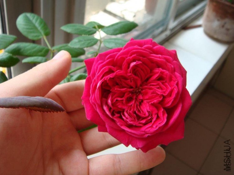 �ʼ���֬2 of woaijingzhi.jpg