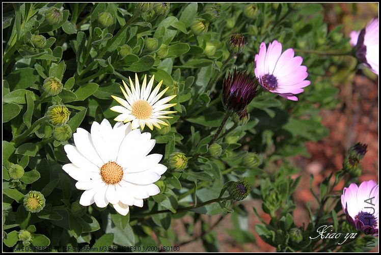 ��Ŀ��İ�Ŀ