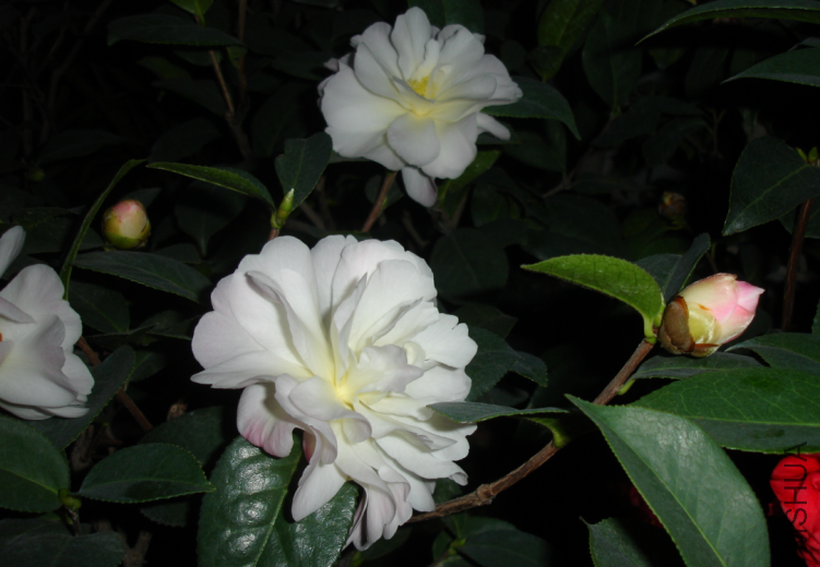 QQ��ͼ20120229090536.png