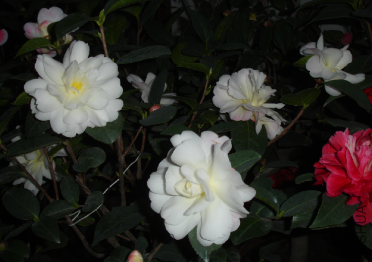 QQ��ͼ20120229090632.png