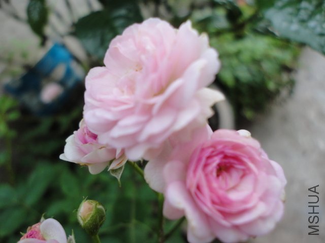 DSC00428.JPG