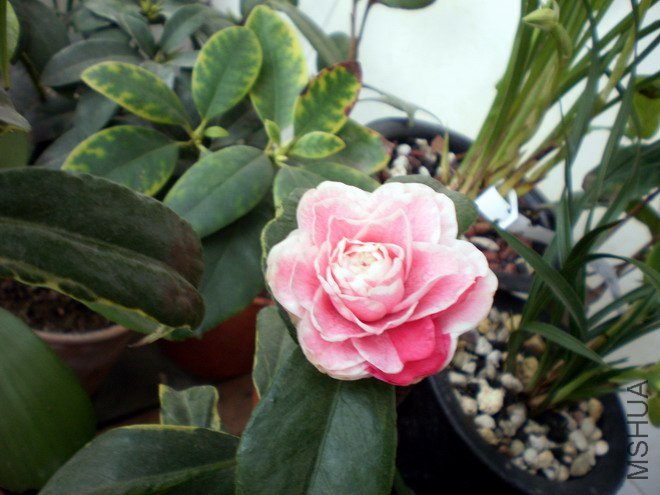 P3010413.JPG