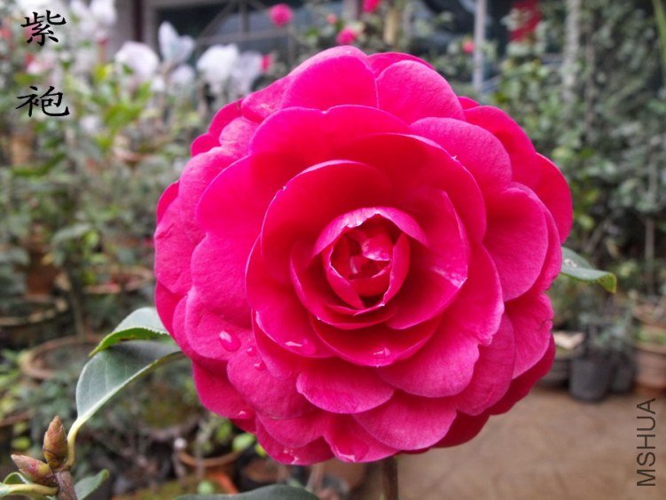 DSCF0826.jpg