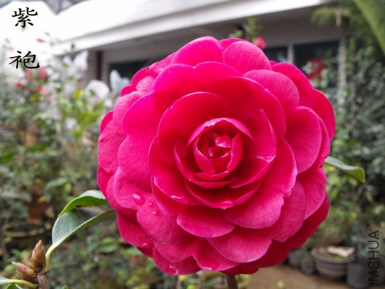 DSCF0827.jpg