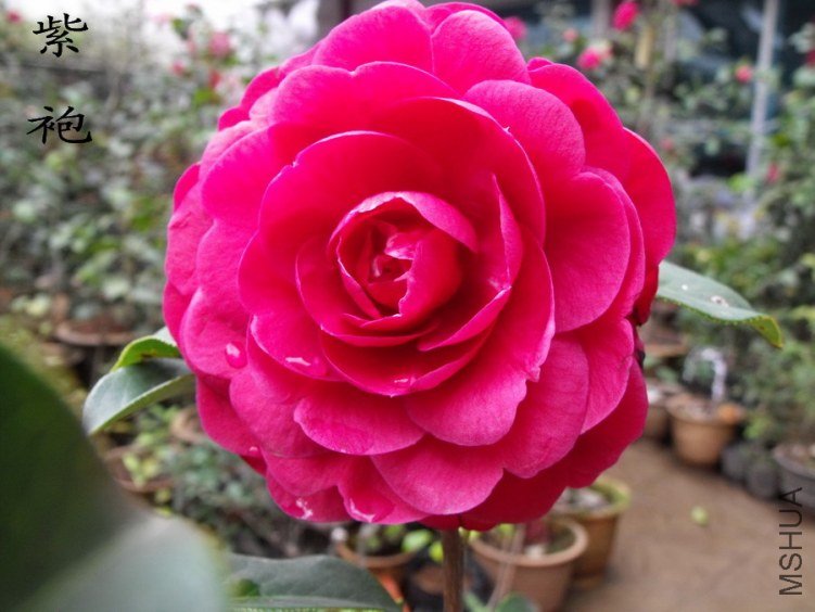 DSCF0828.jpg