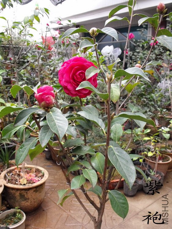 DSCF0829.jpg