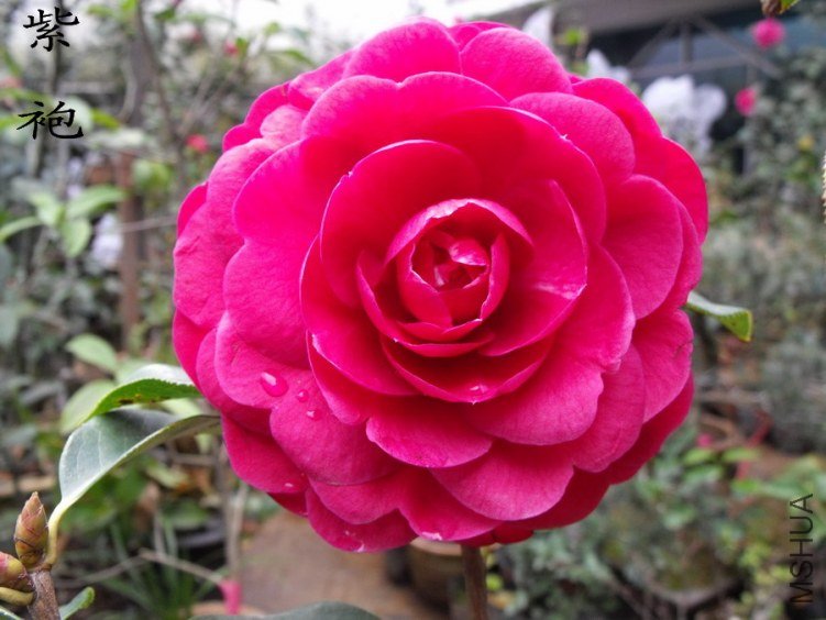 DSCF0830.jpg