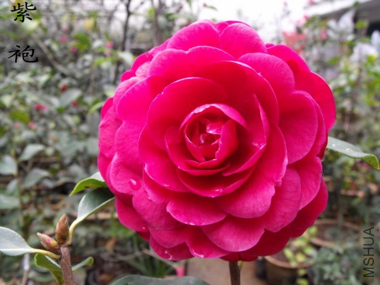 DSCF0831.jpg