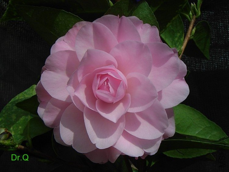 0302-3a.JPG