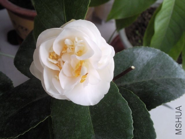 ��Ƭ0372.jpg
