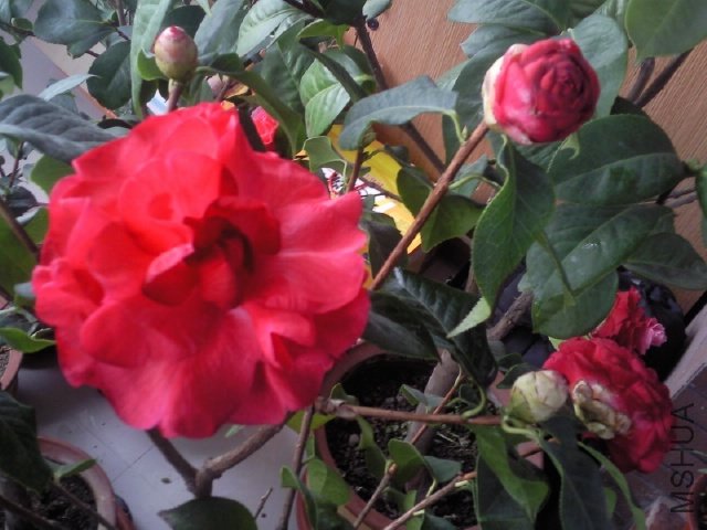 ��Ƭ0375.jpg