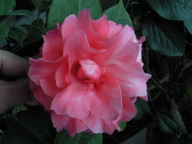 ��Ƭ0377.jpg