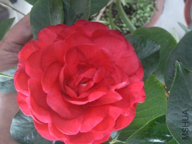 ��Ƭ0382.jpg