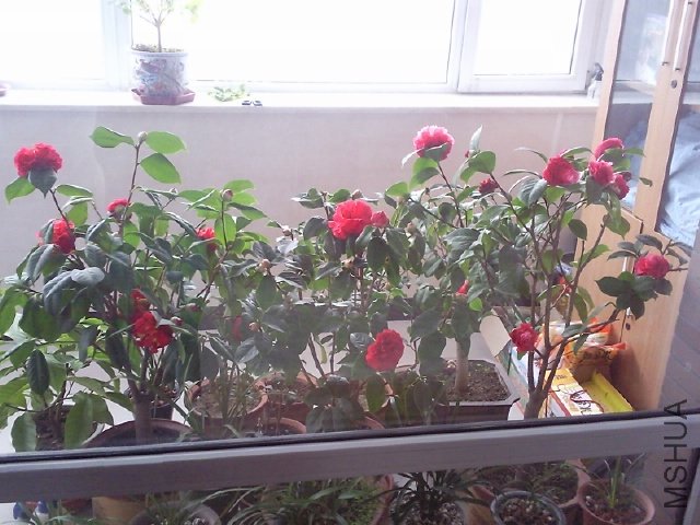 ��Ƭ0385.jpg