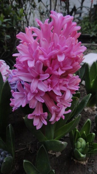 DSC01000.JPG